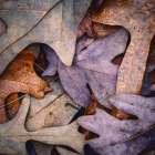 USA, New Jersey, Pinelands National Reserve. Close-up of dry maple leaves. Art Print